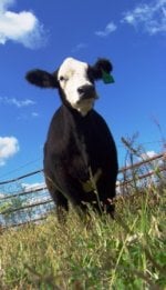 Hired Man Heifer 019 compressed.jpg