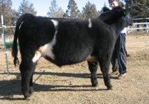 steer2.jpg