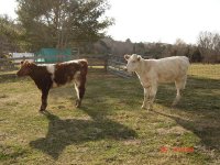 heifers 111.JPG