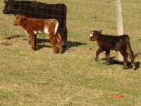 Double down red calf and First Rate X Heatseeker 2.JPG