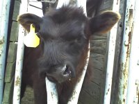 Cleft Palate Calf we have..jpg