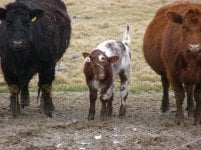 CF Primo White Roan Bull calf 3.18.jpg