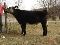 Show Steers 1000.JPG