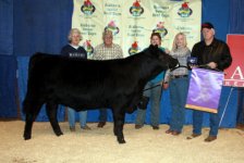 CH%20Brangus%20Heifer.jpg