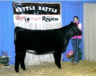 Res. Champ. Appendix Shorthorn Frostine2.JPG