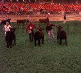 Houston Livestock Show 2008 bull.jpg