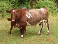 Cows 018.jpg