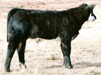 thriller-steer-44.jpg