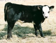 thriller-steer.jpg