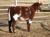 shorthorn_steerx[1].jpg