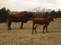 Cow Calf pairs 009.jpg