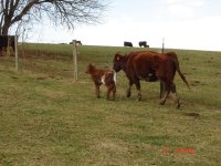 Cow Calf pairs 001.jpg