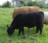 Cows 067.jpg