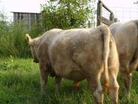 Cows 053.jpg