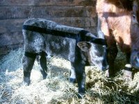 calf 002.jpg