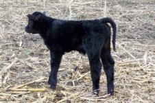 Flush Bull Calf.jpg