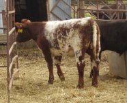 Wymore Heifer.JPG