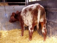 Wymore Heifer 2.JPG