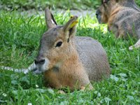 240px-Patagonian_hare.jpg