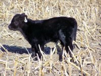 April 08 Calf Tetonka.jpg