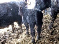 Glitter Bull Calf 2 Rear.jpg
