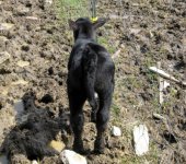 WMW + Macho Heifer Rear.jpg