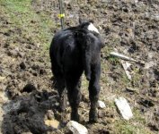 WMW Heifer Rear.jpg