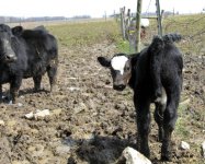 WMW and calf.jpg