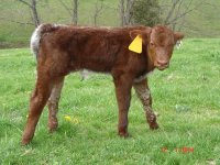 Cow Calf pairs 013#2.JPG