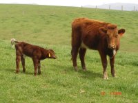 Cow Calf pairs 017#2.JPG