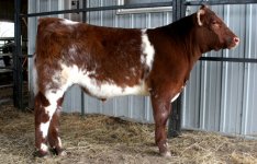 Lucky Lua x GR steer.jpg