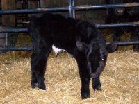 Velvet heifer2 front.jpg