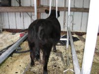 Heifer Calf 004.jpg