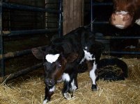 Betty Front Pen rose nose.jpg