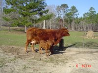 red lowline X calf.JPG