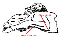 elbowlock2.jpg