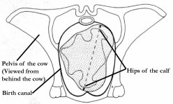 pelvis3w-text.jpg