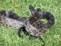 snake resize.JPG