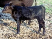 A Patty Calf 2 wks.jpg