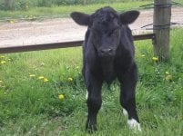 New calves 007.jpg