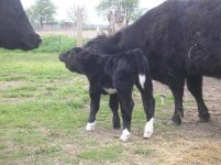 New calves 016.jpg