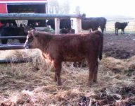 babycalves.jpg