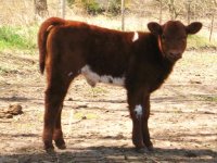 showstopper x shorthorn.jpg