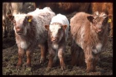 highlandshorthorn[1].jpg