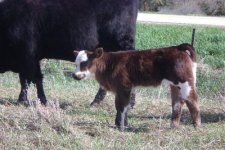 sunseeker heifer.JPG