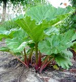 Rhubarb-23.jpg