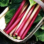 rhubarb.jpg