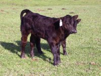 Abby's heifer.jpg