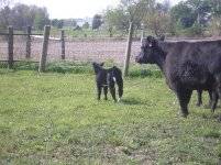 New calves 024.jpg