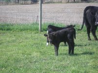 New calves 026.jpg